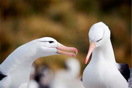 Falkland Islands; West Point Island. Pair of black-browed albatross  bowing and rattling bills as part of their courtship display. Stock Photo - Rights-Managed, Code: 862-03736679