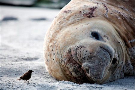 dwarf - Falkland Islands, Sea Lion Island. Tussac bird approaching a male elephant seal hauled out on the beach. Stock Photo - Rights-Managed, Code: 862-03736707