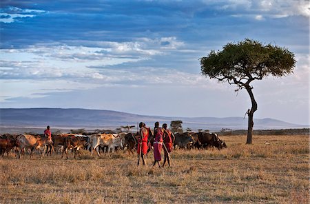 Kenya. Traditionally dressed Maasai warriors and elders watch over their families herds in Masai Mara Game Reserve. Stock Photo - Rights-Managed, Code: 862-03736756