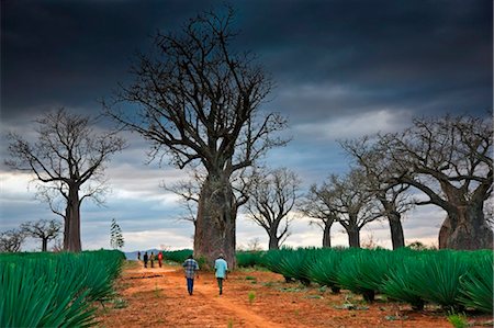 Kenya, Kibwezi. At the end of a day, workers at a sisal estate head for home along a path fringed by giant baobab trees. Stock Photo - Rights-Managed, Code: 862-03736806