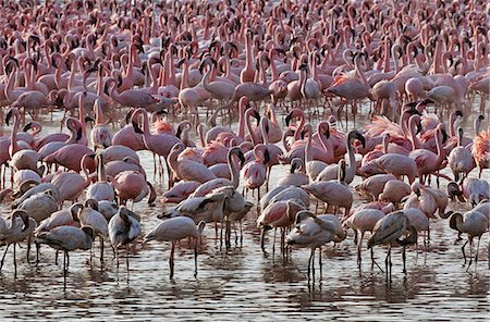 spring (body of water) - Kenya. Lesser flamingos feeding on algae among the hot springs of Lake Bogoria, an alkaline lake in the Great Rift Valley Stock Photo - Rights-Managed, Code: 862-03736885