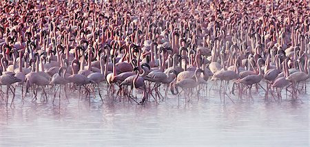 Kenya. Lesser flamingos feeding on algae among the hot springs of Lake Bogoria, an alkaline lake in the Great Rift Valley Stock Photo - Rights-Managed, Code: 862-03736886
