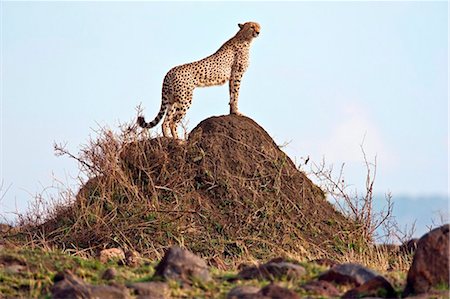 pictures of stalking cats - Kenya. A cheetah surveys her surroundings from the top of a termite mound in Masai Mara National Reserve. Stock Photo - Rights-Managed, Code: 862-03736892