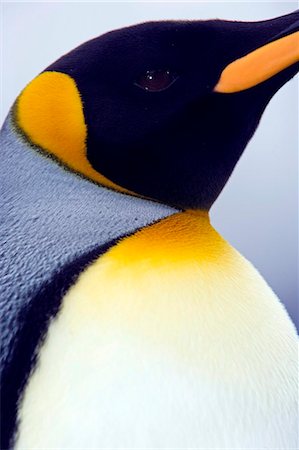 South Georgia and the South Sandwich Islands, South Georgia, Cumberland Bay, Grytviken. Detail of King Penguin. Stock Photo - Rights-Managed, Code: 862-03737134