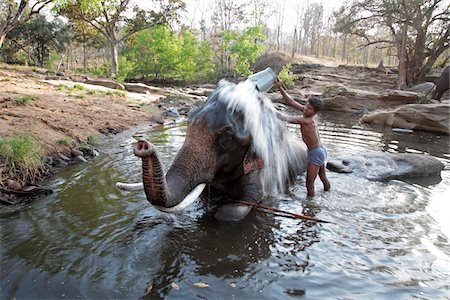 India, Madhya Pradesh, Satpura National Park. An elephant enjoying a wash from its carer. Stock Photo - Rights-Managed, Code: 862-03731368