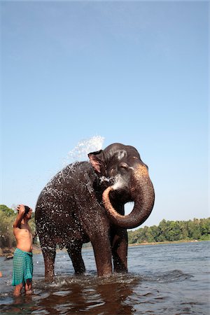 elephas maximus - India, South India, Kerala. Adult elephant from Kodanad elephant sanctuary squirts water during its daily bath in the River Periyar. Stock Photo - Rights-Managed, Code: 862-03731372