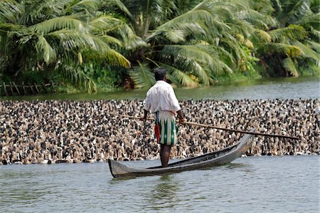 Inde, Kerala. Agriculteurs de canard dans les Backwaters du Kerala troupeau un énorme troupeau de canards domestiques le long d'un canal de la rivière. Photographie de stock - Rights-Managed, Code: 862-03731386