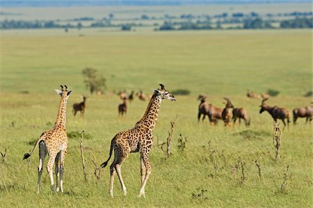 Kenya, Masai Mara.  Two young Masai giraffe look out over the plains. Stock Photo - Rights-Managed, Code: 862-03731686