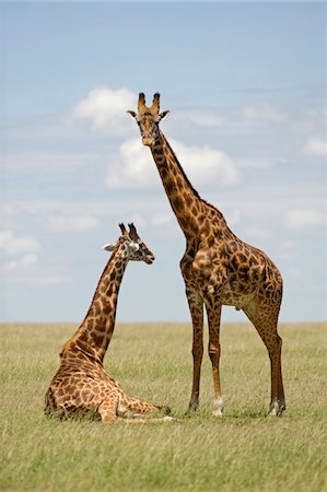 Kenya, Masai Mara.  Masai giraffe. Stock Photo - Rights-Managed, Code: 862-03731743