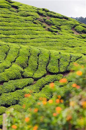 perak - South East Asia, Malaysia, Perak State, Cameron Highlands, tea plantation, BOH Sungai Palas Tea Estate Stock Photo - Rights-Managed, Code: 862-03731806