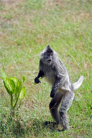 sabah - South East Asia, Malaysia, Borneo, Sabah, Labuk Bay Proboscis Monkey Sanctuary, Silver Leaf Langur monkey Stock Photo - Rights-Managed, Code: 862-03731801