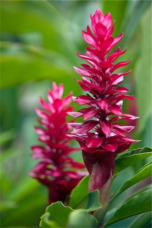 Peru. Colourful Red Ginger in the gardens of Inkaterra Reserva Amazonica Lodge  on the banks of the Madre de Dios River. Stock Photo - Rights-Managed, Code: 862-03732025