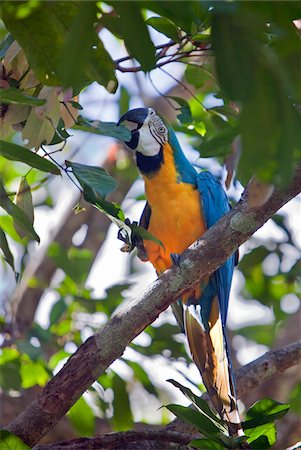 Peru. A Colourful blue-and-yellow macaw in the tropical forest of the Amazon Basin. Stock Photo - Rights-Managed, Code: 862-03732031