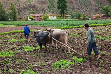 simsearch:862-03360742,k - Peru, A man ploughs his fertile fields with oxen in the traditional way. Stock Photo - Rights-Managed, Code: 862-03732050