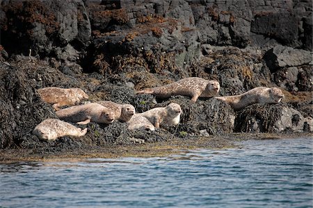 simsearch:862-03361556,k - Scotland, Isle of Mull. Common or Harbour seals hauled out on rocky islands near Tobermory. Stock Photo - Rights-Managed, Code: 862-03732290