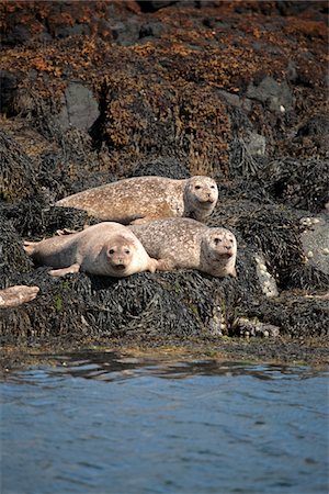 simsearch:862-03361556,k - Scotland, Isle of Mull. Common or Harbour seals hauled out on rocky islands near Tobermory. Stock Photo - Rights-Managed, Code: 862-03732291