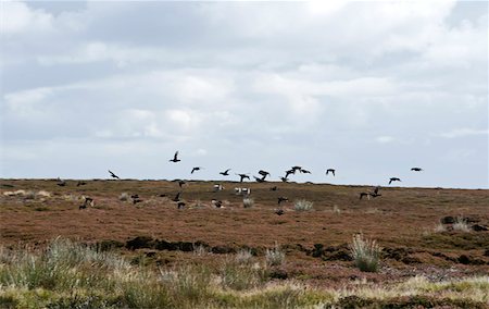 simsearch:862-03361556,k - UK; Yorkshire.  A covey of grouse fly low and fast over the heather on Bingley and Ilkley Moor. Stock Photo - Rights-Managed, Code: 862-03807396