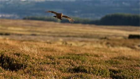 simsearch:862-03361556,k - UK; Yorkshire.  A red grouse in flight. Stock Photo - Rights-Managed, Code: 862-03807400