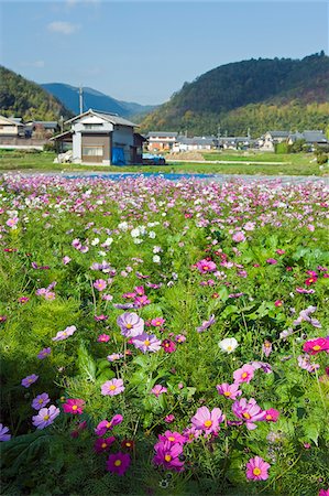 simsearch:862-03712492,k - Asia, Japan. Kyoto, Sagano, Cosmos flowers Stock Photo - Rights-Managed, Code: 862-03807648