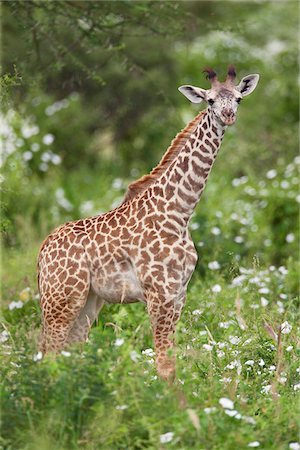 A young Maasai giraffe in Kenya s Tsavo West National Park. Stock Photo - Rights-Managed, Code: 862-03807716