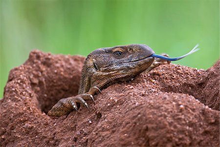 A white-throated savanna monitor lizard flicks out its long blue forked tongue. Its home is an old termite mound. Stock Photo - Rights-Managed, Code: 862-03807717