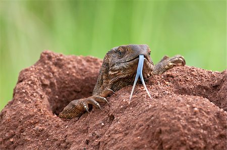 Tsavo West National Park. A white-throated savanna monitor lizard flicks out its long blue forked tongue. Its home is an old termite mound. Stock Photo - Rights-Managed, Code: 862-03807718