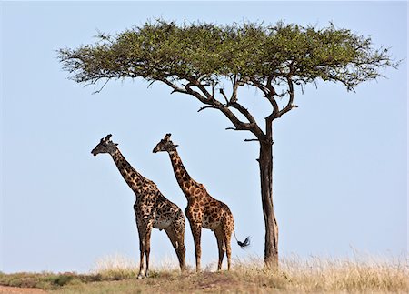 Two Maasai giraffes shade themselves beneath a Balanites tree on the plains of the Masai Mara National Reserve. Stock Photo - Rights-Managed, Code: 862-03807739