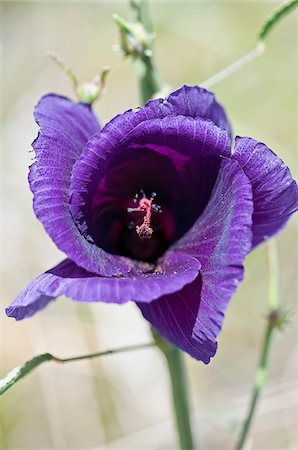 purple flower - A beautiful purple Hibiscus species that grows in dry grasslands on the Mara plains. Masai Mara National Reserve Stock Photo - Rights-Managed, Code: 862-03807749