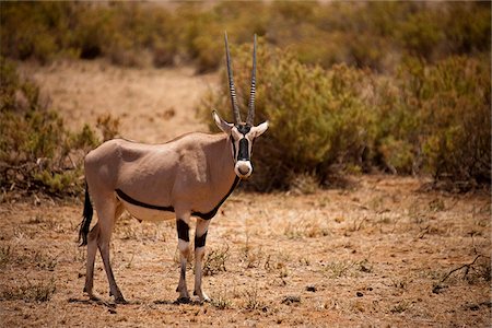 simsearch:841-03506025,k - Kenya, Samburu National Reserve.  An oryx (Oryx beisa) in the Samburu National Reserve, Northern Kenya. Stock Photo - Rights-Managed, Code: 862-03807766