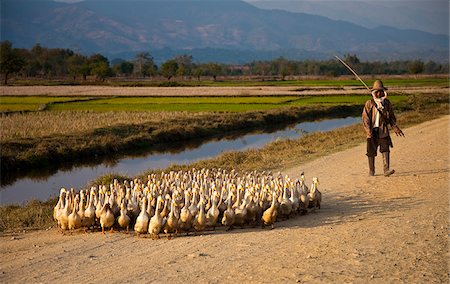 Myanmar, Burma, Keng Tung (Kyaing Tong). A young village man herding his geese home, to be shut up for the night, Keng Tung. Stock Photo - Rights-Managed, Code: 862-03807944