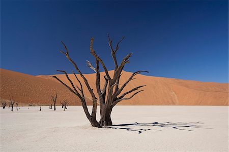 simsearch:862-03365353,k - Namibia, Deadvlei. A long-dead tree stands, almost petrified, in the searing heat of Deadvlei. Stock Photo - Rights-Managed, Code: 862-03808004