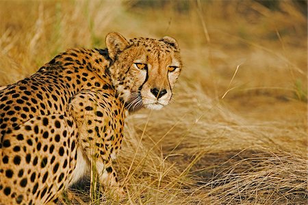 simsearch:862-03365353,k - An adult Cheetah stalking prey through long grass in the golden light of sunset, Namib Desert, Damaraland, Namibia Stock Photo - Rights-Managed, Code: 862-03808010