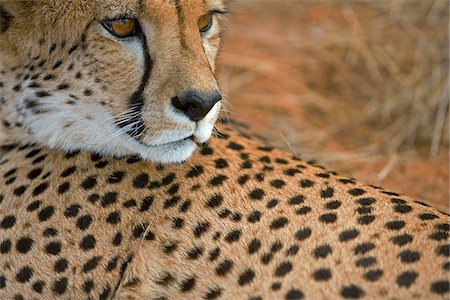simsearch:862-03365353,k - Close up of the head of a large adult cheetah, Namib Desert, Damaraland, Namibia Stock Photo - Rights-Managed, Code: 862-03808012