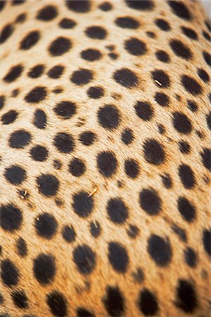simsearch:862-03365353,k - Detail of the complex patterns of a cheetahs coat. Namib Desert , Damaraland, Namibia Stock Photo - Rights-Managed, Code: 862-03808013