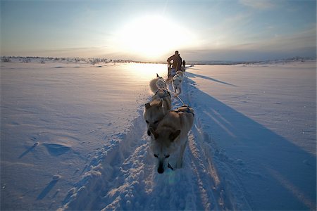 dog team - Norway, Finnmark Region. Dog sledding in the Arctic Circle Stock Photo - Rights-Managed, Code: 862-03808107