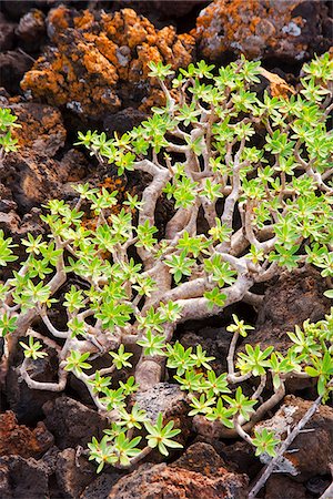 simsearch:862-03807333,k - Végétation au milieu de roches volcaniques de l'île de Lanzarote. Photographie de stock - Rights-Managed, Code: 862-03808559