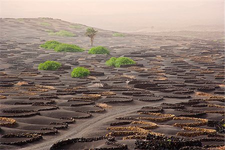 simsearch:862-03807333,k - Île de Lanzarote. Appartient aux îles Canaries et sa formation est due à une activité volcanique récente. Espagne. À La Geria, les vins sont produits dans la cendre volcanique complet. Photographie de stock - Rights-Managed, Code: 862-03808570