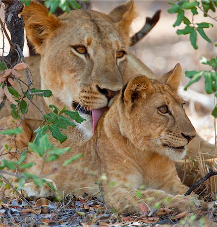 A lioness and cub in Selous Game Reserve. Stock Photo - Rights-Managed, Code: 862-03808696
