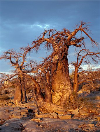 A gnarled baobab tree grows among rocks at Kubu Island on the edge of the Sowa Pan.This pan is the eastern of two huge salt pans comprising the immense Makgadikgadi region of the Northern Kalahari one of the largest expanses of salt pans in the world. Stock Photo - Rights-Managed, Code: 862-03820206