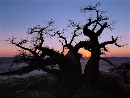 Un arbre noueux baobab pousse entre les rochers à Kubu Island sur le bord de la Sowa Pan.This pan est l'est de deux immenses marais salants comprenant l'immense région de Makgadikgadi du Kalahari du Nord parmi les plus grandes étendues de marais salants dans le monde. Photographie de stock - Rights-Managed, Code: 862-03820214