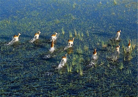 fleeing - A small herd of Red Lechwe rushes across a shallow floodplain of the Okavango River in the Okavango Delta of northwest Botswana.These heavily built antelopes inhabit swamps and shallow floodplains for which their splayed, elongated hooves are ideally suited. Stock Photo - Rights-Managed, Code: 862-03820224