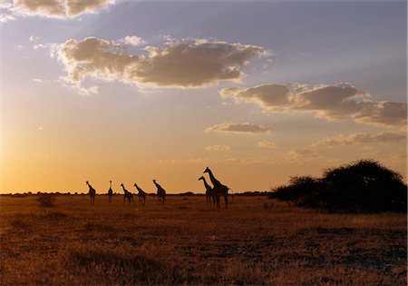 Silhouettes of Savannah Giraffes at sunrise in the Nxai Pan National Park.Situated to the north of the Mkgadikgadi Pans, this 2,658 square kilometre park is flat and featureless but, after rain, its open grasslands sustain a large transient wildlife population. Stock Photo - Rights-Managed, Code: 862-03820221