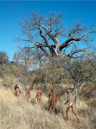 simsearch:862-03820241,k - NIIS hunter gatherers follow animal trails through thick bush country on the edge of the Kalahari.The NIIS are a part of the San people, often referred to as Bushmen.Until recently, their way of life had remained unchanged for thousands of years.Few now live solely by hunting and gathering. Stock Photo - Rights-Managed, Code: 862-03820230