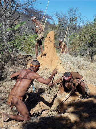 simsearch:862-03820241,k - NIIS hunter gatherers prepare to kill a porcupine in its burrow below a termite mound.The NIIS are a part of the San people, often referred to as Bushmen.They differ in appearance from the rest of black Africa having yellowish skin and being lightly boned, lean and muscular. Stock Photo - Rights-Managed, Code: 862-03820232