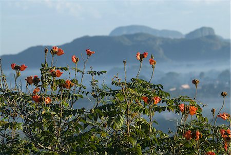 Cuba, Vinales.View across the Vinales Valley from Hotel Jazmines.The Vinales Valley has been on UNESCOs World Heritage List since November 1999 as a cultural landscape enriched by traditional farm and village architecture.Old fashioned farming methods are still used in Vinales, notably to grow tobacco. Stock Photo - Rights-Managed, Code: 862-03820268