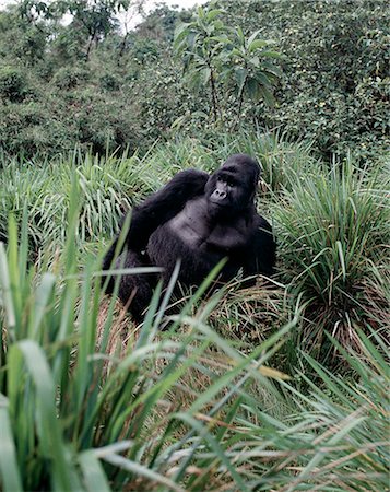 democratic republic of congo - The beautiful montane forest ecosystem of the Virunga Volcanoes is the habitat of one of natures rarest large mammals, the mountain gorilla, which lives in forests between 9,000 and 11,000 feet. Stock Photo - Rights-Managed, Code: 862-03820305