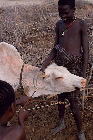 A Nyangatom boy holds a cow whilst another boy draws his bow ready to fire an arrow with a very short head into the artery of the cow so they can bleed it. Several pints of blood will be collected which will then be mixed with milk and drunk by the Nyangatom. The Nyangatom or Bume are a Nilotic tribe of sem nomadic pastoralists who live along the banks of the Omo River in south western Ethiopia. Stock Photo - Rights-Managed, Code: 862-03820430