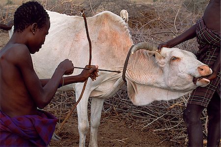 A Nyangatom boy holds a cow whilst another boy draws his bow ready to fire an arrow with a very short head into the artery of the cow so they can bleed it. Several pints of blood will be collected which will then be mixed with milk and drunk by the Nyangatom. The Nyangatom or Bume are a Nilotic tribe of sem nomadic pastoralists who live along the banks of the Omo River in south western Ethiopia. Stock Photo - Rights-Managed, Code: 862-03820431