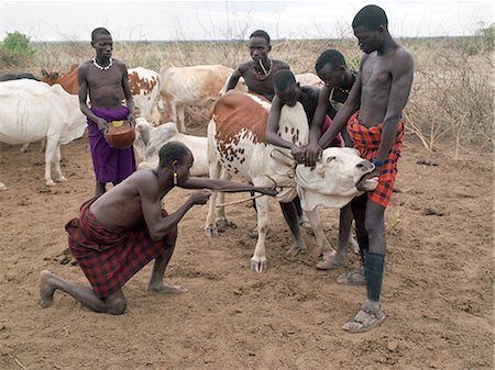 simsearch:862-03821033,k - A group of Nyangatom men draw blood from a steer early in the morning. A leather tourniquet is tied round the animals neck before the jugular pierced with a short, sharp arrow.Two or three pints will be drawn from a healthy steer, which will not be bled again for a month.The Nyangatom are one of the largest tribes and arguably the most warlike people living along the Omo River in Southwest Ethiopi Stock Photo - Rights-Managed, Code: 862-03820535