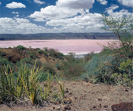 Lake Magadi, an alkaline lake of the Rift Valley system, is situated in a vey hot region of southern Kenya. The pink tinged mineral encrustations are mined for a variety of commercial uses and are continually replenished from underground springs.Wild sisal, sansevieria, flourishes in poor soil in the foreground of the picture while the Nguruman Escarpment dominates the landscape in the far distanc Stock Photo - Rights-Managed, Code: 862-03820662